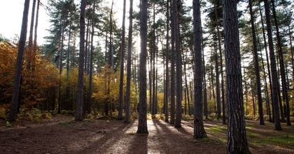 A view of tall trees in Black Park Country Park