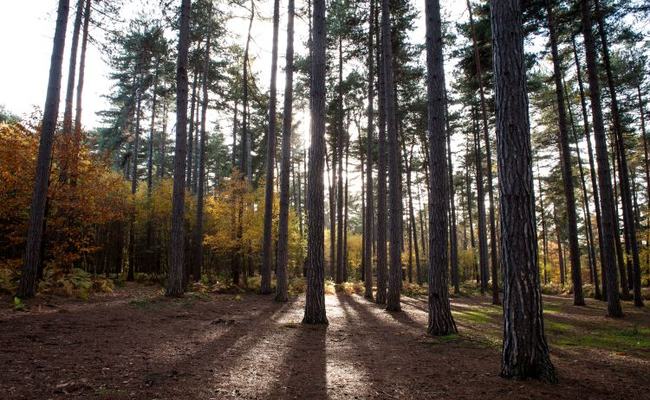 A view of tall trees in Black Park Country Park