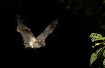 Barbastelle Stowe 2025 copyright Chris Damant