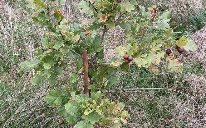 Billet Field_Oak sapling