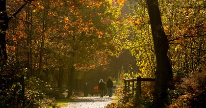 Black Park Country Park in autumn