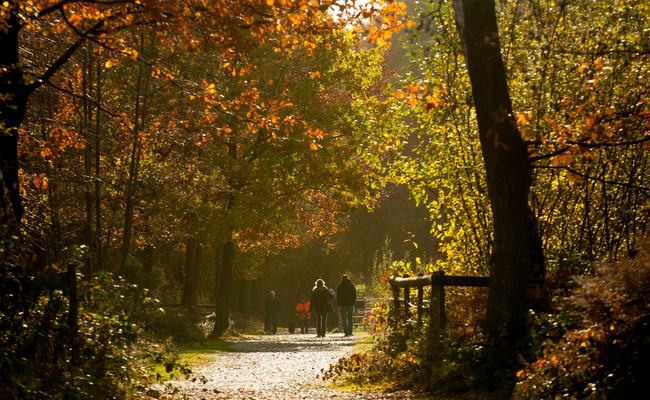 Black Park Country Park in autumn
