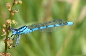 Blue Damselfly