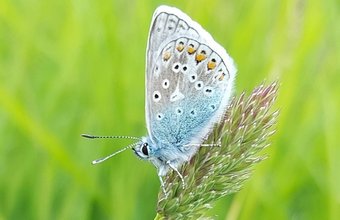 Common_Blue_butterfly_-Stockgrove.original