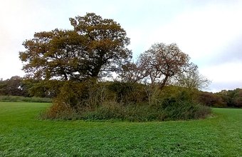 Copse of veteran trees off Millwood