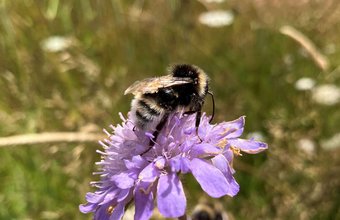 Cuckoo bee - LiscombeParkHouse