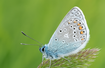 Butterfly with more padding