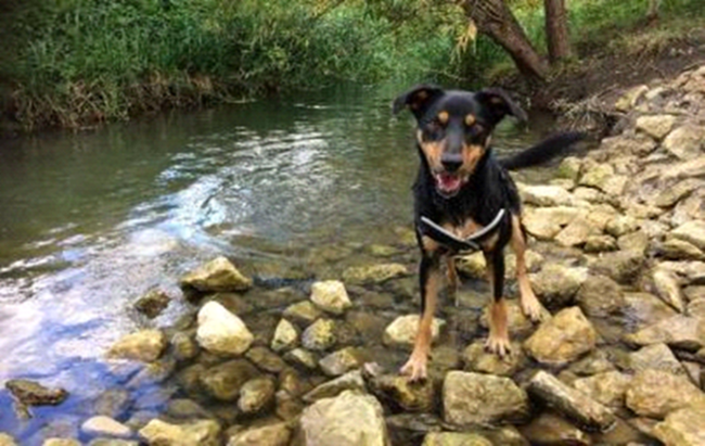 A formalised ‘dog dip’ created within an Aylesbury Vale area watercourse by using stone into the channel. Image credit: River Thame Conservation Trust.