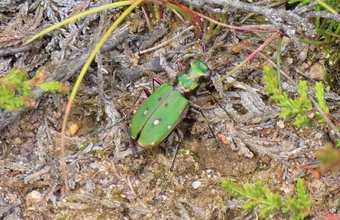 Green Tiger Beetle