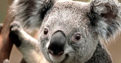 Koala_B1UObBO.original