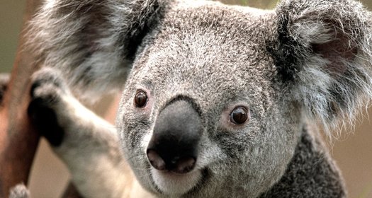 Koala_B1UObBO.original