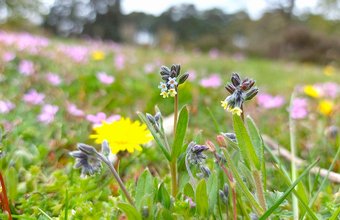 Myosotis discolor-Stockgrove