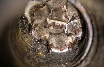 Natterers Hibernation C Damant (1)