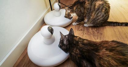 Cats eating from an automatic feeder