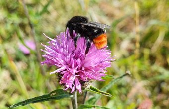 Red tailed bumblebee