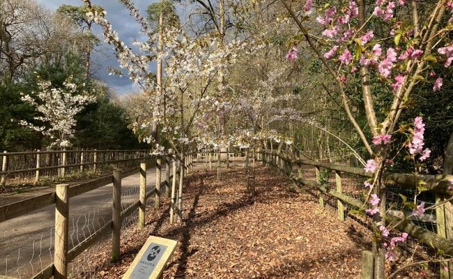 Sakura Cherry Trees in blossom