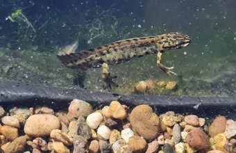Smooth newt male - LeightonBuzzard (1)
