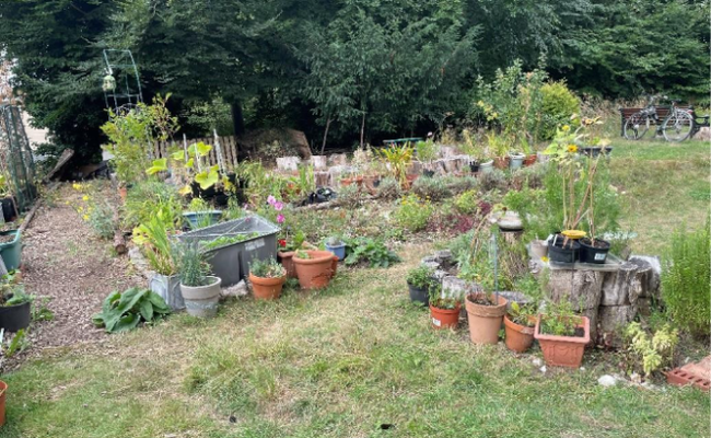 Terriers Community Garden allotment in High Wycombe
