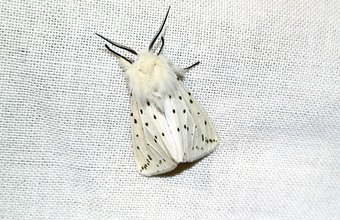 White Ermine moth - LeightonBuzzard