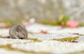 anton-lammert unsplash dormouse