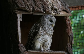arya-tulsyan owl box