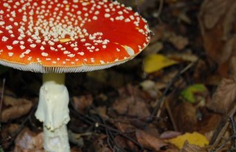 A photograph taken by Bucks Fungus Group  of a mushroom