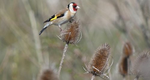 A goldfinch on some bulrushes