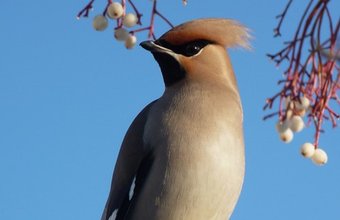 A Harry Appleyard Waxwing in tattenhoe