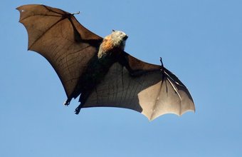 james-wainscoat bat unsplash free