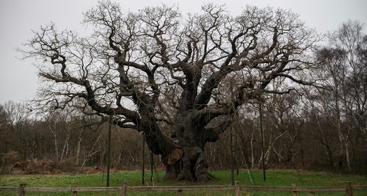 major oak ancient tree luke-galloway