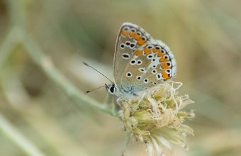 martin-mertenat butterfly unsplash