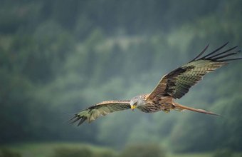 red kite