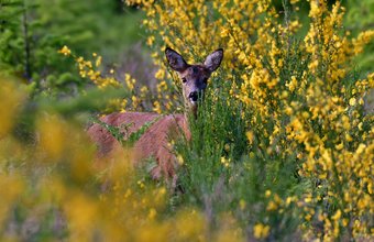 roe-deer-4279114_1920