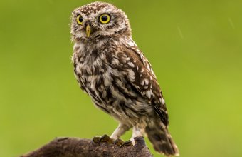zdenek-machacek owl unsplash free